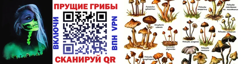 Галлюциногенные грибы Cubensis хочу наркоту Тетюши